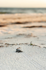 Baby Loggerhead Turtle making it's way to the water