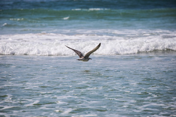 Flying Seagull over waves