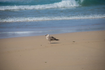 seagull on the beach
