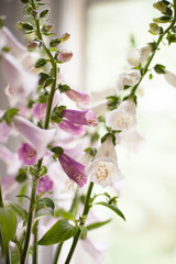foxglove flower arrangement