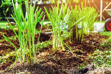 vegetable cultivation kitchen garden. Lemongrass.
