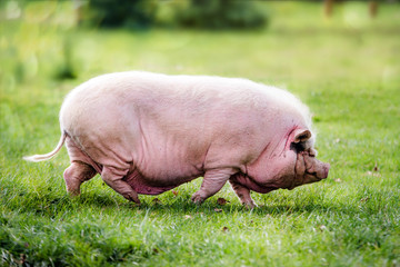 magnifique cochon