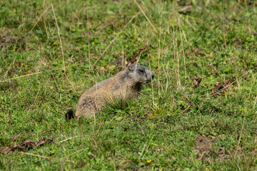 Murmeltier auf einer grünen Wiese
