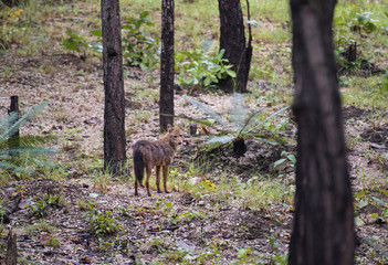 Common jackal, Asiatic jackal, Eurasian golden jackal in the forest.