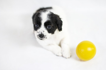 Female puppy with black and white spots looking at câmera