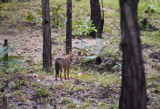 Common jackal, Asiatic jackal, Eurasian golden jackal in the forest. © sunti