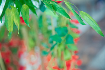 Red rose green background . Red roses background - natural texture of love . Red roses on slate, Background . red roses decorations . Red rose as a natural and holidays background