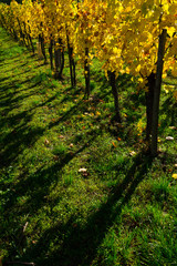Fototapeta premium yellow grape leaves at vinery, october