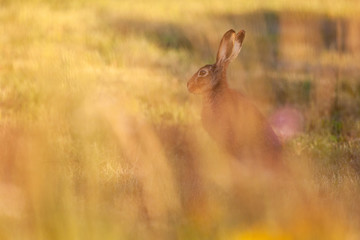 Blury hare sitting on meadow in beautiful evening sun. Copy space.