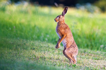 Hare standing on meadow, preparing for fight. Copy space.
