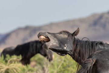Wild Horse in the Utah Desert