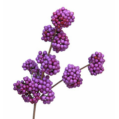 Callicarpa bodinieri