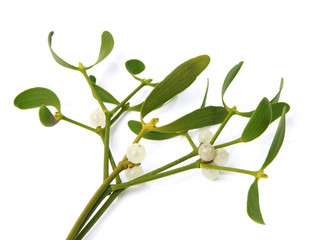 Branches de gui