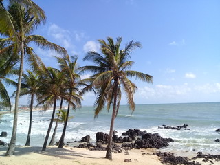 Obraz premium Coqueiros na praia 