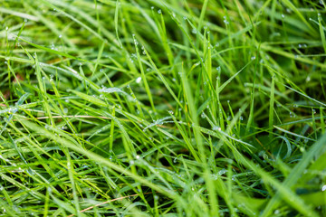 Water drops on grass