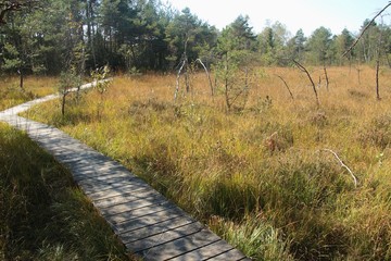 Fototapeta premium Wooden footpath through the Ibm Moorland in upper Austria, in early autumn. The Ibmer Moor is an European nature reserve. Central Europe.