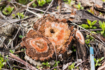 Stump of a small tree