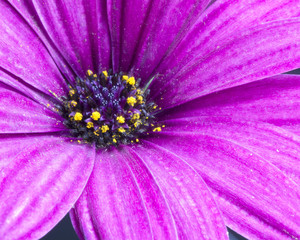 Color close-up of flower in bloom sprinkled with pollen.