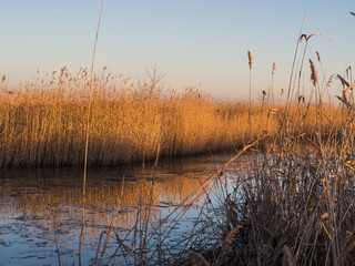 Fototapeta na wymiar Lake with common reed