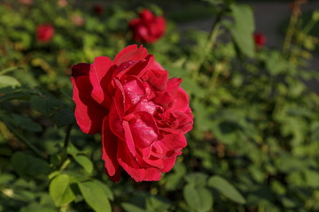 Beautiful red rose surrounded by greenery. Blooming flower on blurred green bokeh background.Close-up of the floret.
