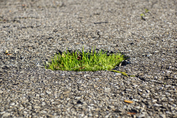 Green grass growing from the Asphalt, broken the force of Nature