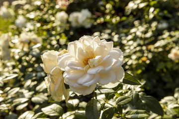 Beautiful white rose surrounded by greenery. Blooming flower on blurred green bokeh background. Summer garden.