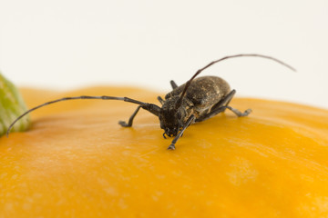 Large black beetle