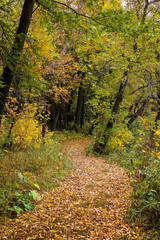 Autumn in the forest