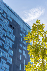Glasfassade eines Hochhauses, Baum mit grünen Blättern, Wolkenkratzer, Nachhaltigkeit