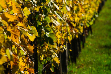 yellow grape leaves at vinery, october