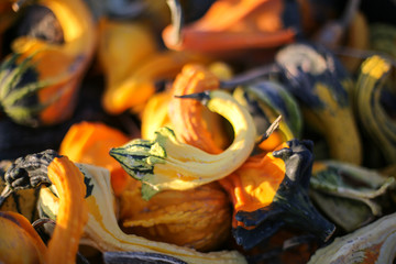 Top View Pile of Colorful Ornamental Fall Gourds in a Crate - Autumn Halloween or Thanksgiving Concept Background