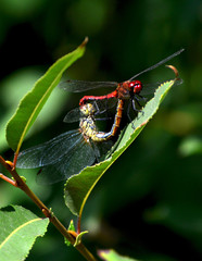 Red and blue dragonflies