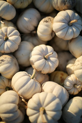 Bushel of Small White Pumpkins, Group of Miniature Decorative Pumpkins for Sale at a Pumpkin Patch. Full frame background image - harvest, Halloween, Thanksgiving Concept