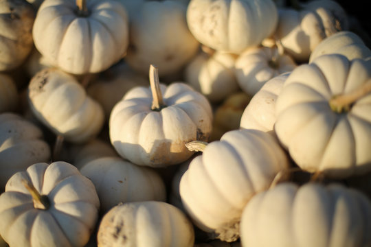 Bushel of Small White Pumpkins, Group of Miniature Decorative Pumpkins for Sale at a Pumpkin Patch. Full frame background image - harvest, Halloween, Thanksgiving Concept