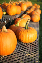 Orange Pumpkins on Display for Sale at a Farmers Market or Pumpkin Patch - Harvest, Halloween, Thanksgiving Concept
