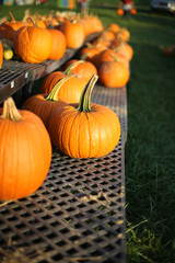 Orange Pumpkins on Display for Sale at a Farmers Market or Pumpkin Patch - Harvest, Halloween, Thanksgiving Concept