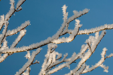 Eiskristalle auf Zweigen vor blauen Himmel