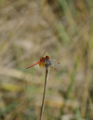 red dragonfly on the grass
