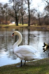 white swan in a park in Leipzig, Germany