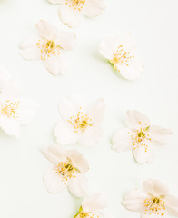 Obraz premium Beautiful spring blossom with white flowers .Top lay view 