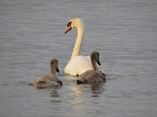 Swans