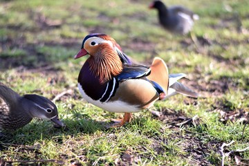 mandarin duck in a park in Leipzig, Germany