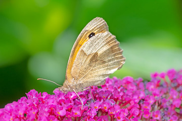 Macro of a Meadow Brown butterfly on a flower