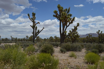 Joshua Tree