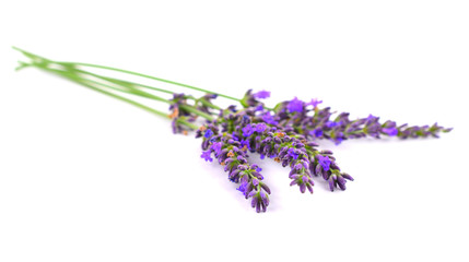 Isolated Lavender Plant.