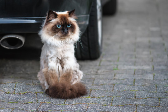 Eine Katze Heilige Birma sitzt neben dem Automobil 