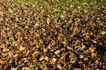 Yellow, orange and red autumn leaves in beautiful fall park