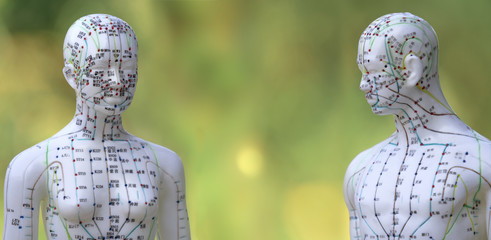 Männliches und weibliches Akupunkturmodell vor grünem Hintergrund