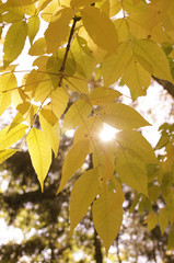 jesień, liść, żółty, pomarańczowy, drzewo, słońce, pora roku, gałęzie, roślina, złota, barwa, natura, park, makro, opad, charakter