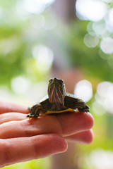 care for Pets. Aquatic trachemys